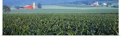 Corn field Kishacoquillas Valley PA
