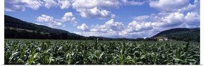 Corn field Otsego Co NY