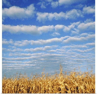 Corn field, Waconia, MN, USA
