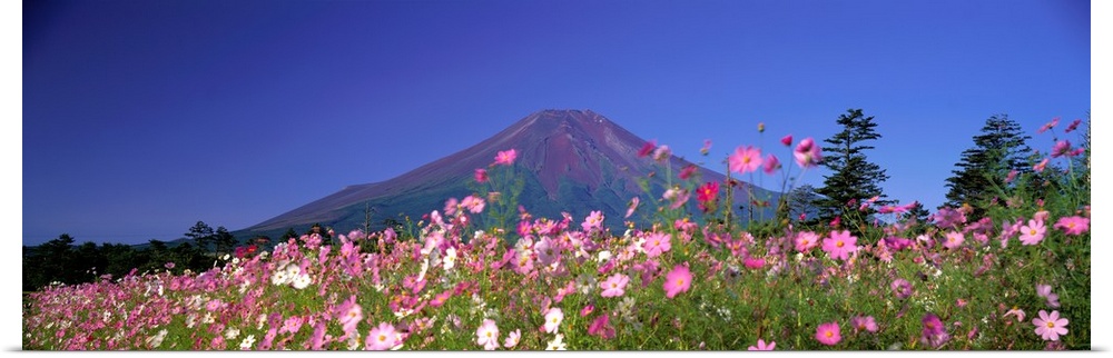 Cosmea Mount. Fuji Oshino Yamanashi Japan