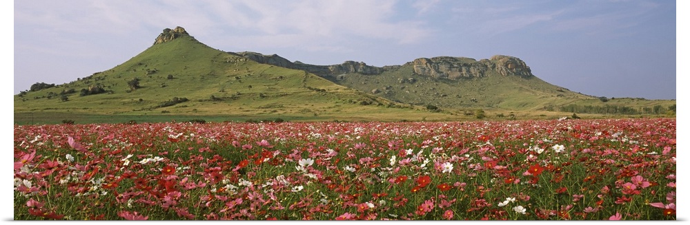 Cosmos flowers blooming in a field South Africa