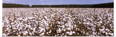 Cotton crops in a field, Georgia