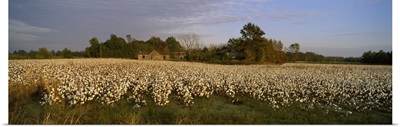 Cotton plants in a field, North Carolina