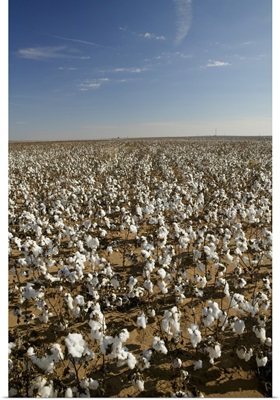 Cotton plants in a field, Wellington, Texas