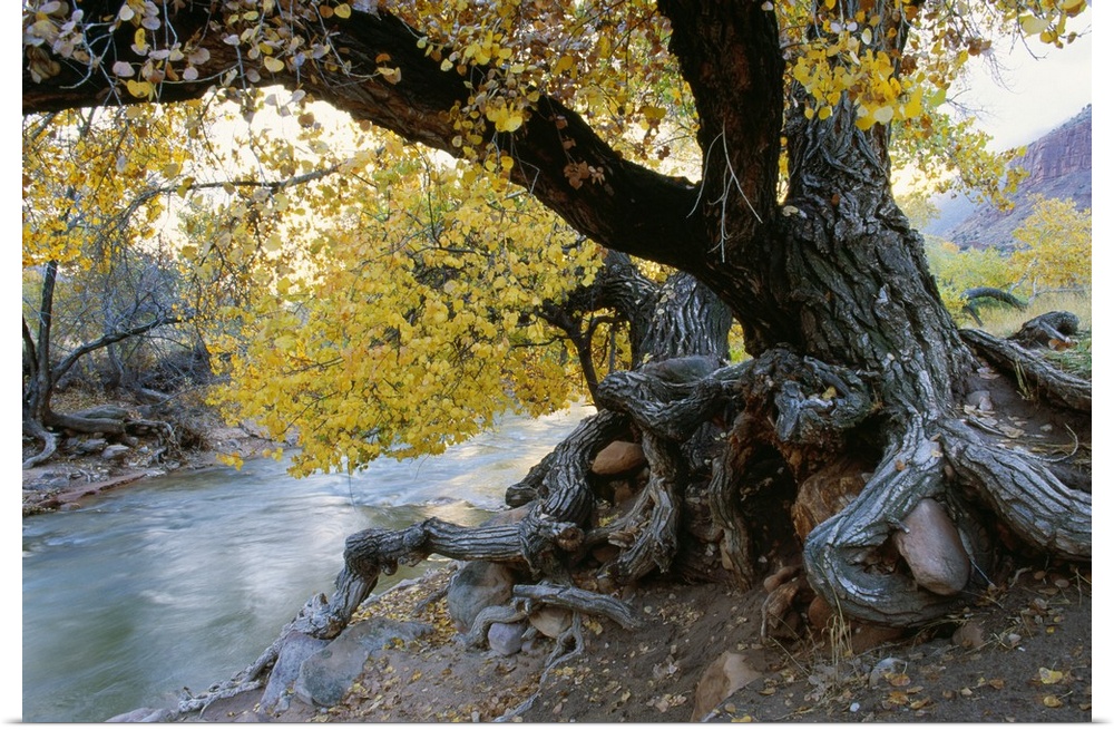 The trunk of an immense cottonwood tree is photographed sitting beside a creek.