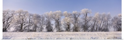 Cottonwood trees covered with snow, Lower Klamath Lake, Siskiyou County, California