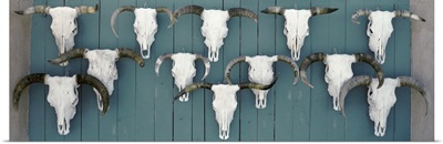 Cow skulls hanging on planks, Taos, New Mexico