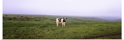 Cow standing in a field, Point Reyes National Seashore, California