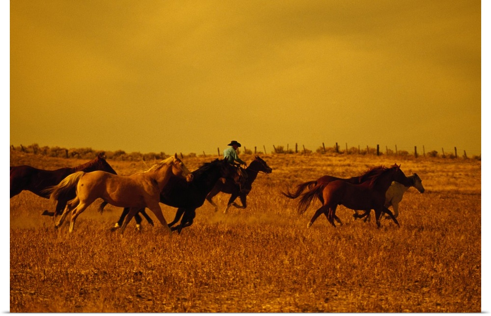 This large piece is a photograph taken of a farmer herding many of its horses in a dry dusty field with a yellow sky in th...