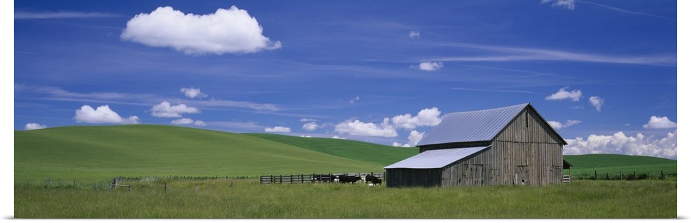 Cows and a barn in a wheat field, Washington State