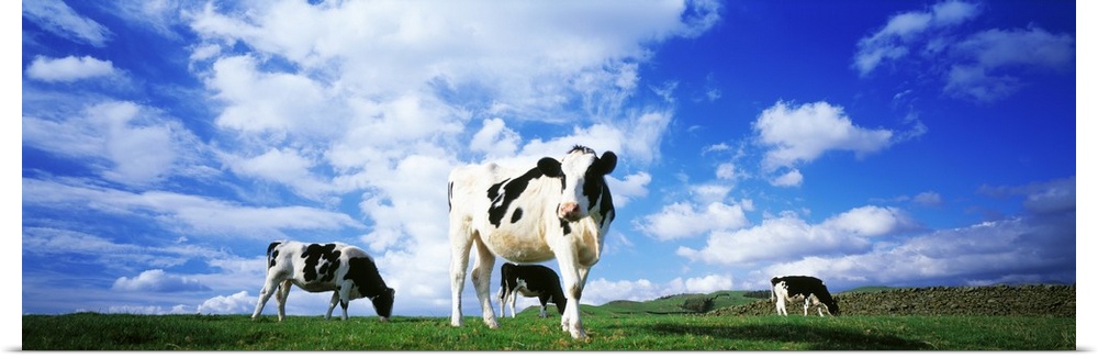 Panoramic image of three cows in in a grassy field on a bright day in England.