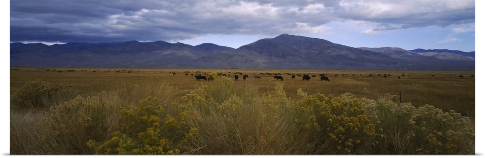 Cows grazing in a field, Bishop, California