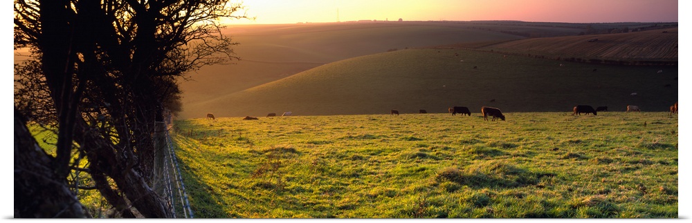 Cows grazing in a field Flixton Yorkshire Wolds England