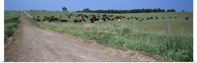 Cows grazing in a field, Jackson County, Kansas