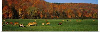 Cows grazing on a pasture, Wilmington, Vermont, New England