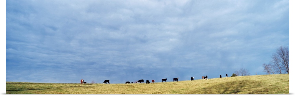 Cows in Open Field KY
