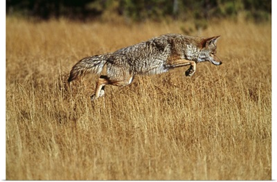 Coyote leaping through autumn color grass, Yellowstone National Park, Wyoming