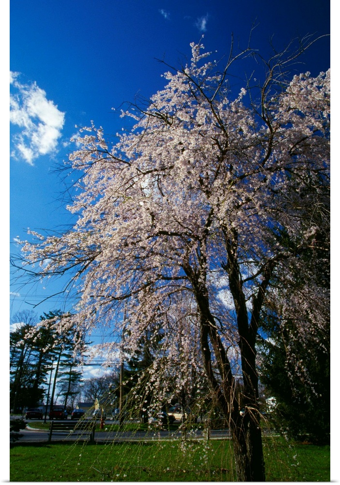 Crabapple tree (Malus sylvestris) in bloom, New York