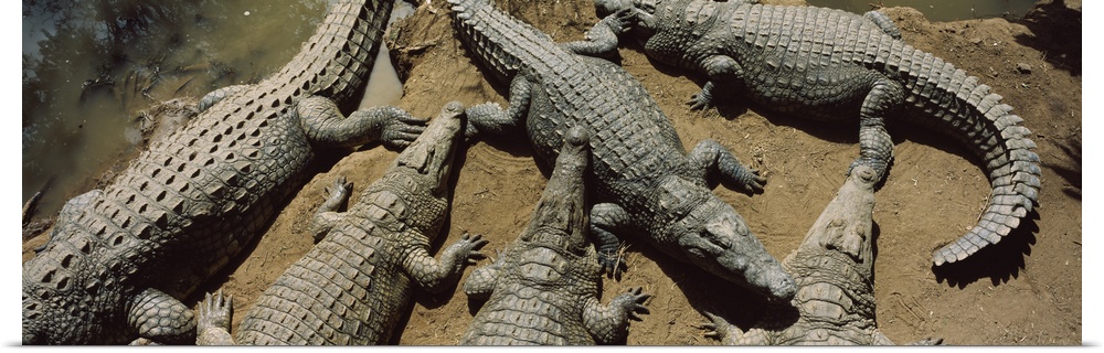 Crocodiles in a crocodile farm Victoria Falls Zimbabwe