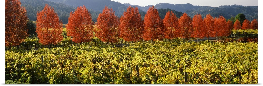 Trees in autumn colors line the edge of a field of grape vines in a valley, ready to be harvested for wine making.