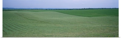 Crop on a rolling landscape, Iowa County, Iowa