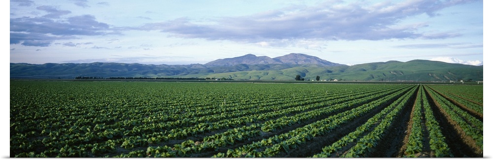 Crops in a farm, California