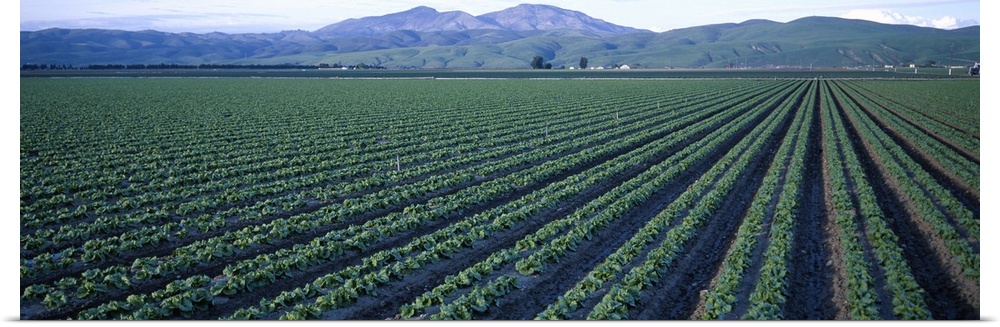 Crops in a field, California