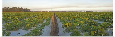 Cultivated strawberry field, Oxnard, Ventura County, California