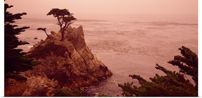 Cypress Tree Pacific Coast CA