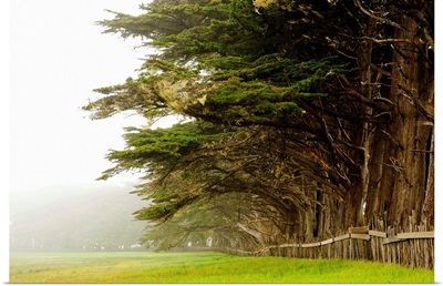 Cypress trees along a farm, Fort Bragg, California