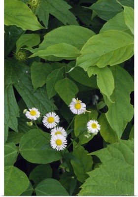 Daisy fleabane flowers (Erigeron annuus) blooming, New York