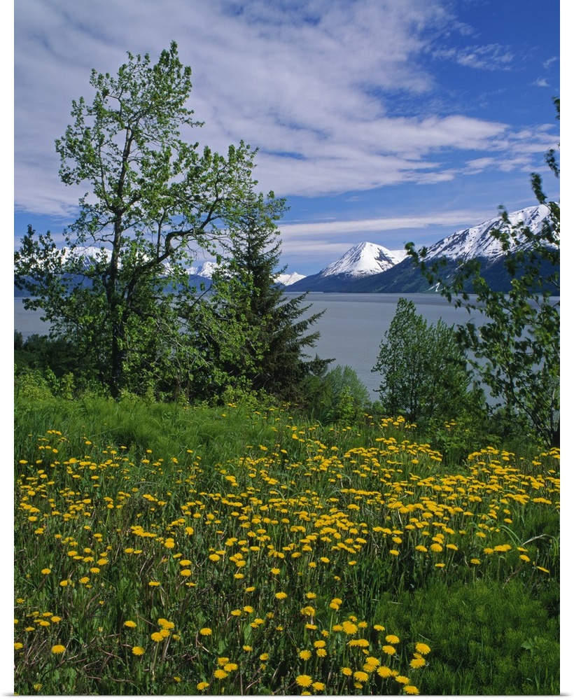 Big, vertical photograph of trees and a field of dandelion flowers along the shore of Turnagain Arm.  The snow covered Chu...