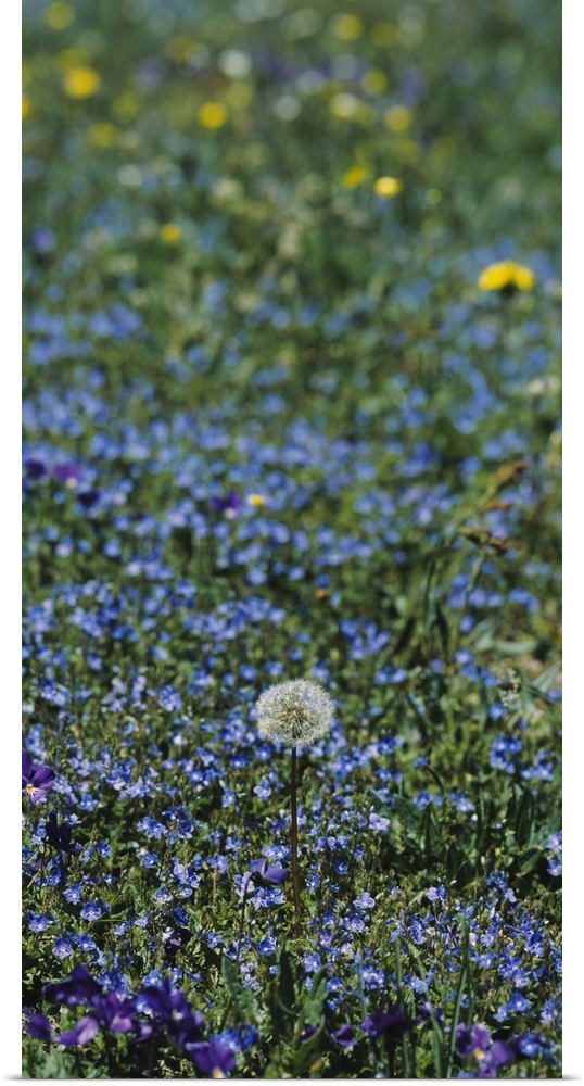 Dandelion flowers in a field, Massif Central, France