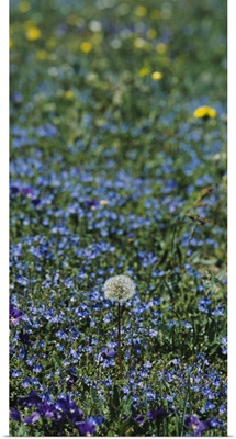 Dandelion flowers in a field, Massif Central, France