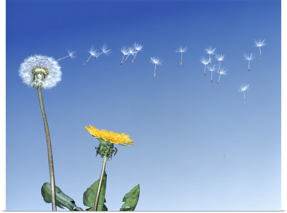 Dandelion (Taraxacum officinale) seeds blowing in the air