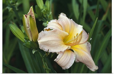 Day lily blossom, close up.