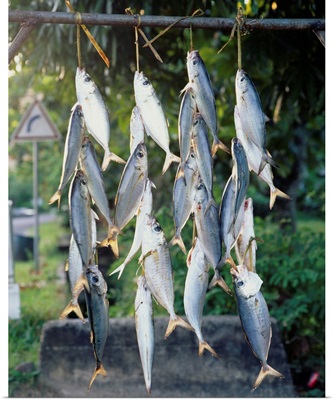 Dead fish hanging from a pole, Tahiti