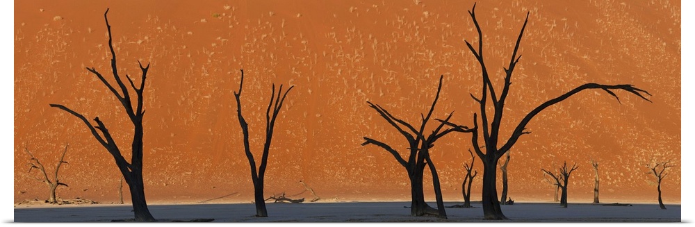 Dead trees by red sand dunes, Dead Vlei, Namib-Naukluft National Park, Namibia