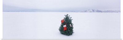Decorated tree in a snow covered desert, Black Rock Desert, Nevada
