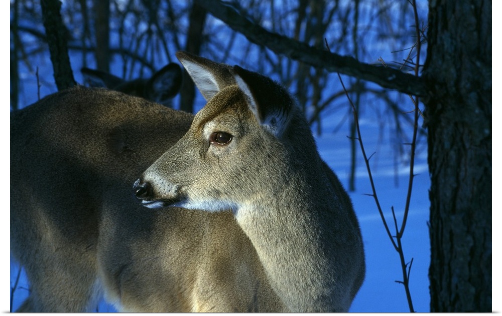 Deer doe in snowy woods, close up profile.