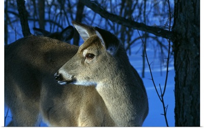 Deer doe in snowy woods, close up profile.