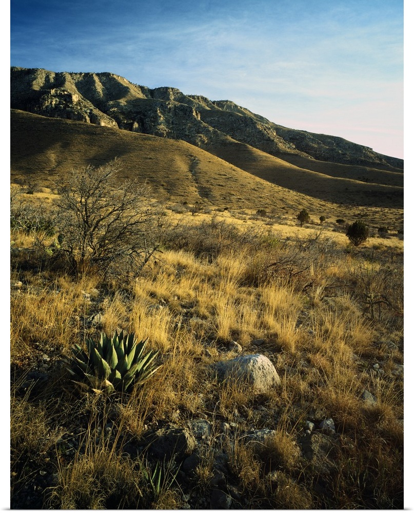 Desert landscape with agave or century plants, Guadalupe Mountains, Guadalupe Mountain National Park, Texas