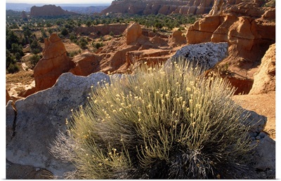 Desert landscape with sandstone formations, Utah