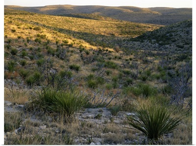 Desert landscape with sotol plants, Walnut Canyon, Carlsbad Caverns National Park, New Mexico