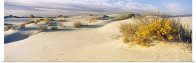 Desert plants in a desert White Sands National Monument New Mexico