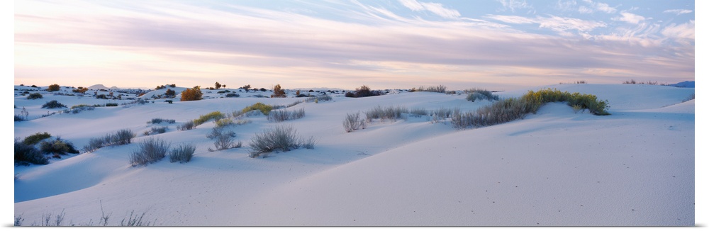Desert plants on sand dunes, White Sands National Monument, New Mexico