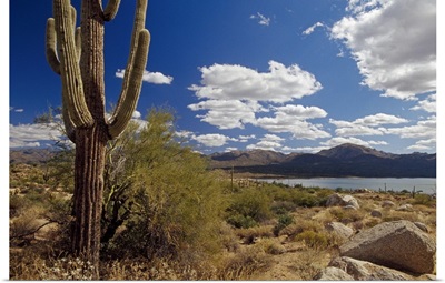 Desert scene with saguaro cactus, Bartlett Lake, Tonto National Forest, Arizona