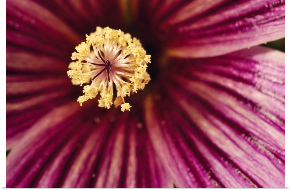 Large canvas print of the up close of the center of a flower.