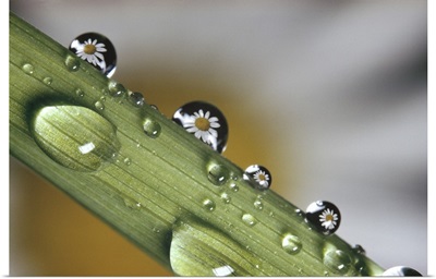 Dew drops on a stem