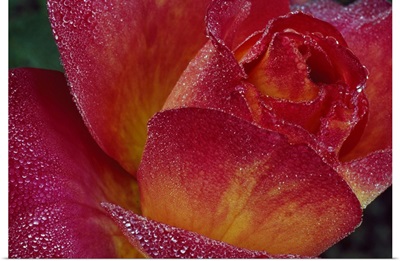 Dew on rose petals, close up.